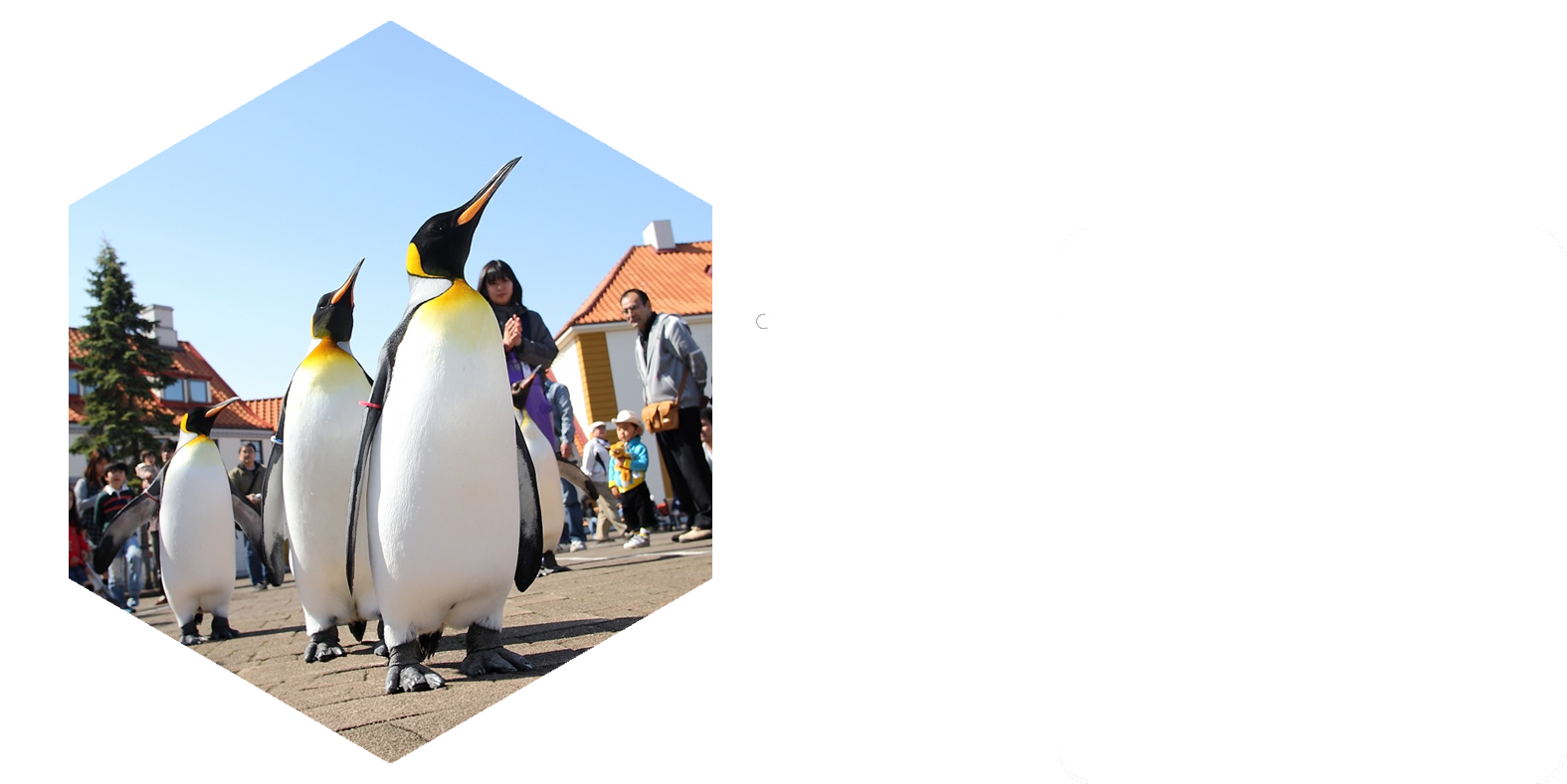 旭山動物園企鵝遊行