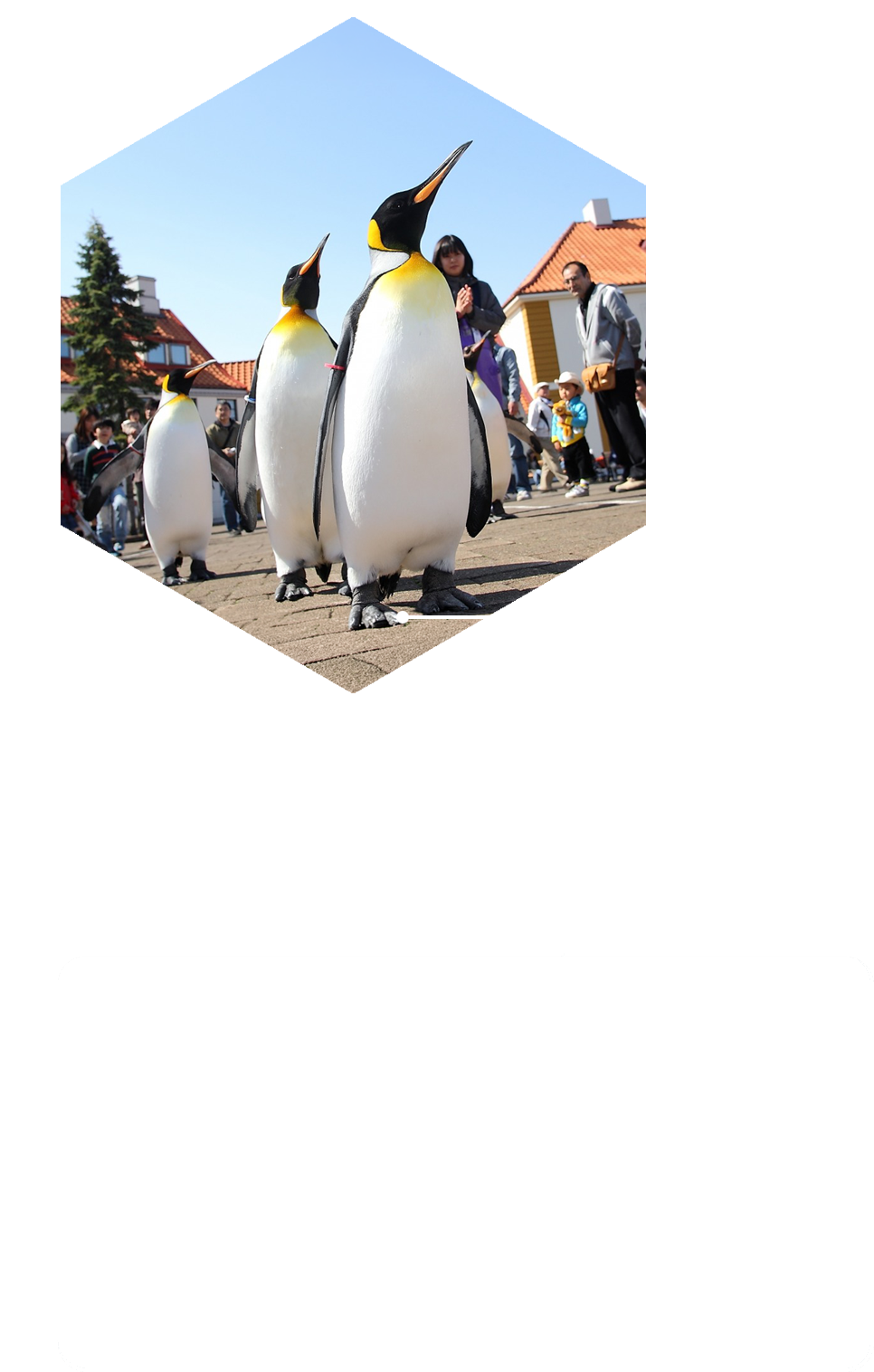 旭山動物園企鵝遊行