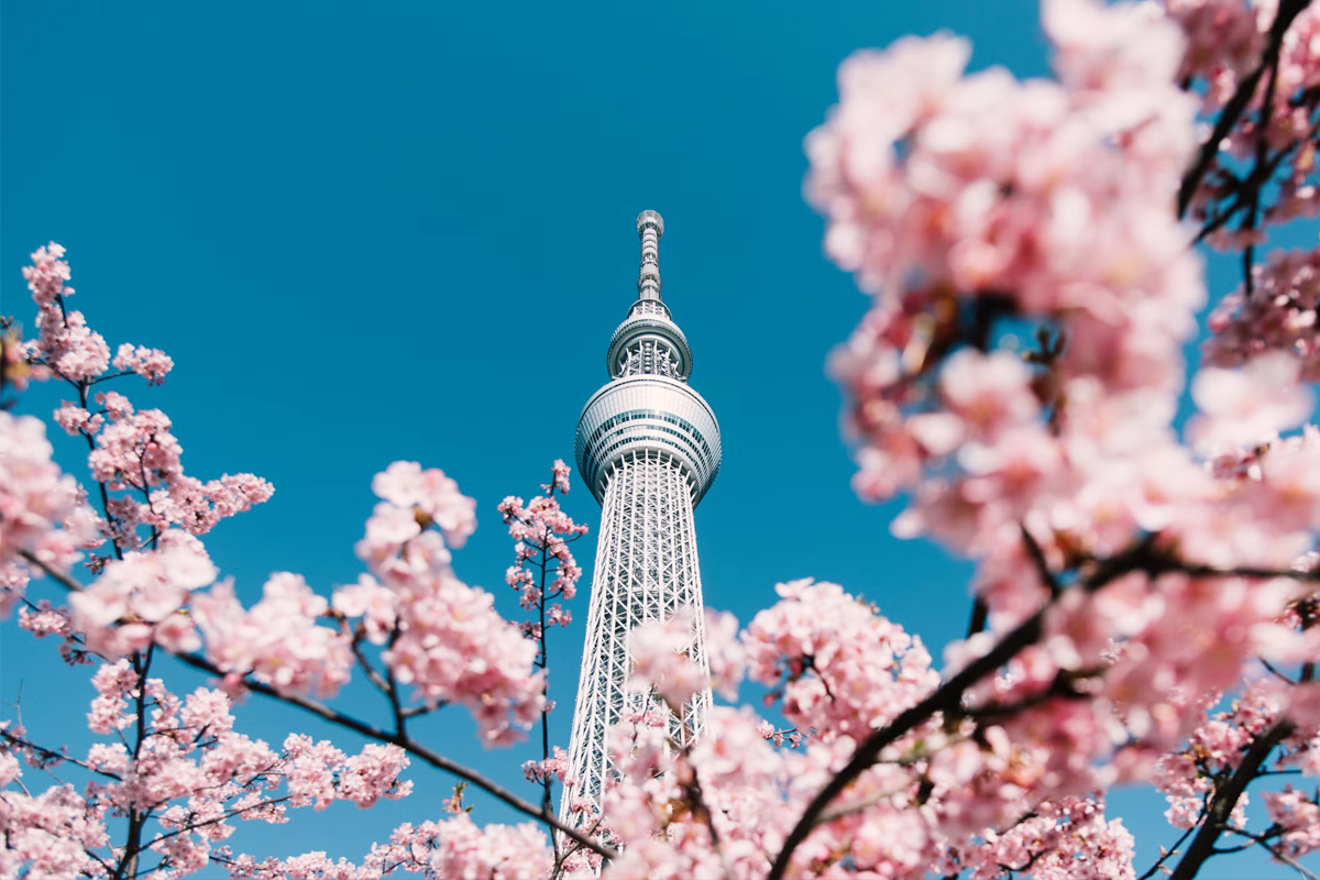 春季賞櫻旅行
